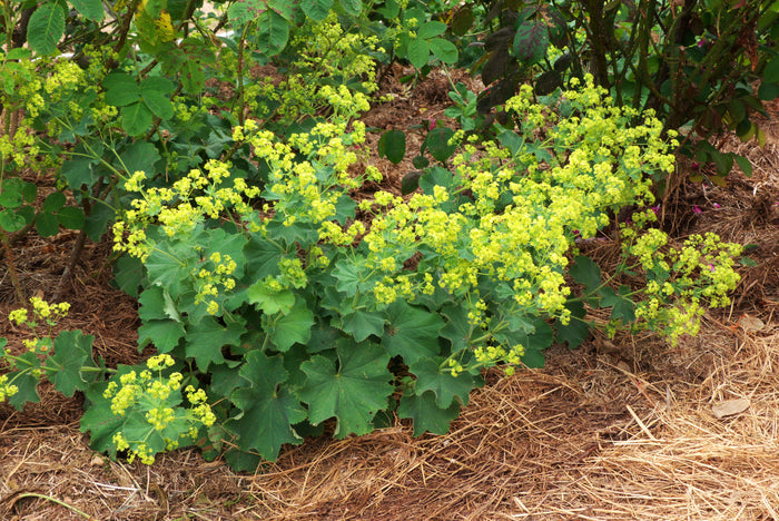 Lady's Mantle Alchemilla vulgaris 100 Seeds