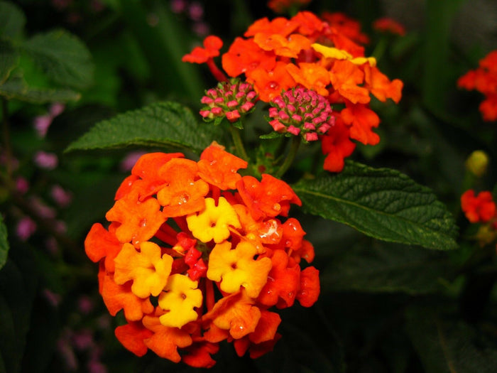 Lantana Mix  100 Seeds  Lantana camara
