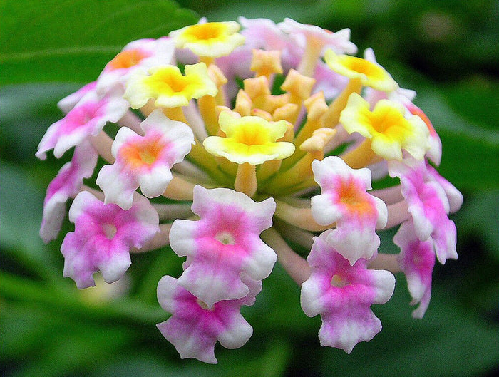 Lantana Mix  100 Seeds  Lantana camara
