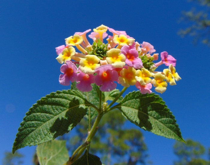 Lantana Mix  100 Seeds  Lantana camara