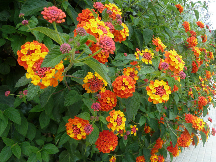 Lantana Mix  100 Seeds  Lantana camara