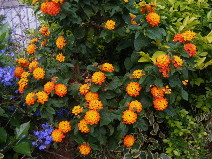 Lantana Mix  100 Seeds  Lantana camara