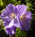Lavender Flowering Maple  25 Seeds  Abutilon vitifolium