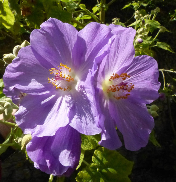 Lavender Flowering Maple  25 Seeds  Abutilon vitifolium