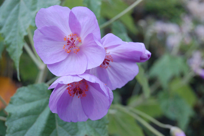 Lavender Flowering Maple  25 Seeds  Abutilon vitifolium
