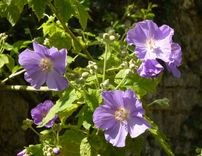 Lavender Flowering Maple  25 Seeds  Abutilon vitifolium