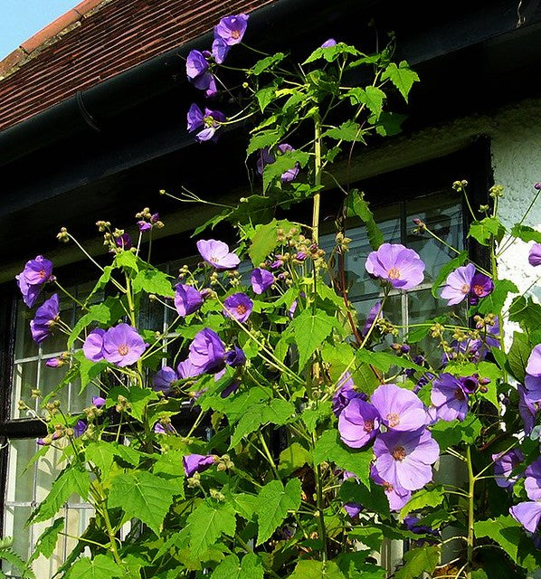 Lavender Flowering Maple  25 Seeds  Abutilon vitifolium