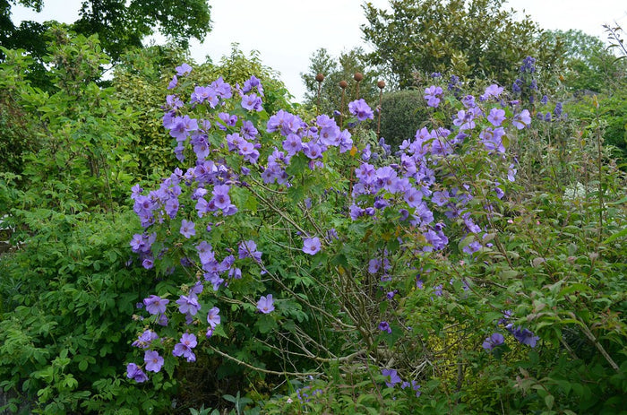 Lavender Flowering Maple  25 Seeds  Abutilon vitifolium