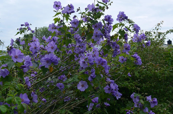 Lavender Flowering Maple  25 Seeds  Abutilon vitifolium