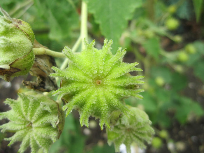 Lavender Flowering Maple  25 Seeds  Abutilon vitifolium