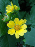 Leafcup Polymnia uvedalia 20 Seeds