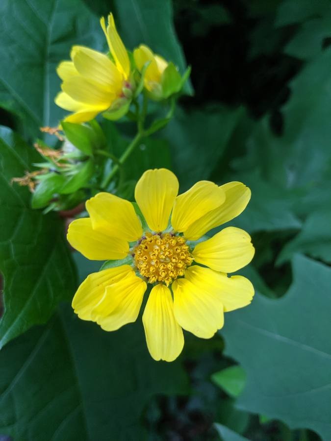 Leafcup Polymnia uvedalia 20 Seeds