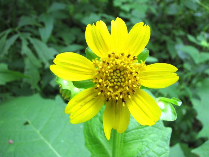 Leafcup Polymnia uvedalia 20 Seeds