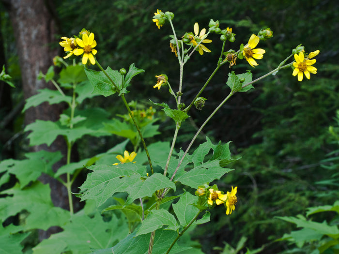 Leafcup Polymnia uvedalia 20 Seeds