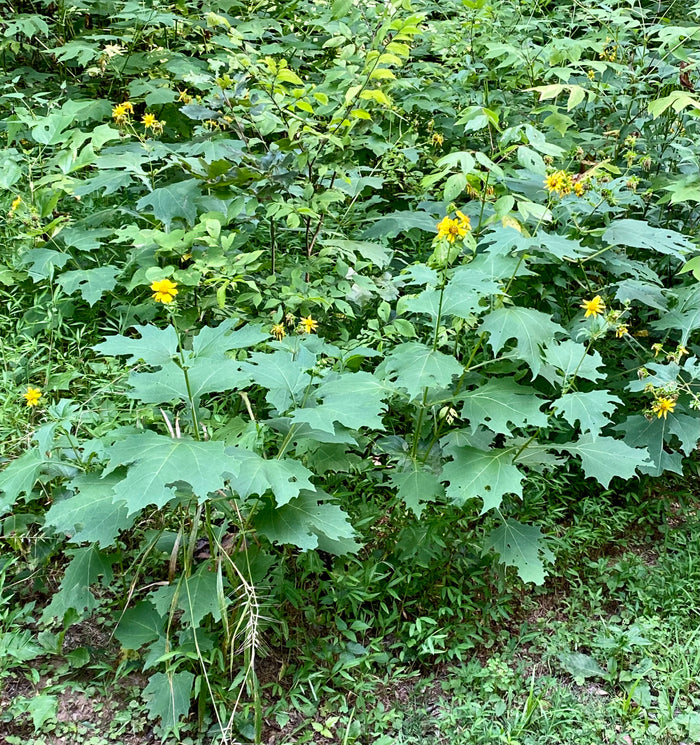 Leafcup Polymnia uvedalia 20 Seeds