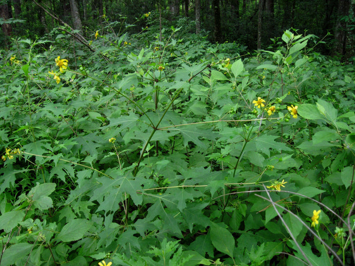 Leafcup Polymnia uvedalia 20 Seeds