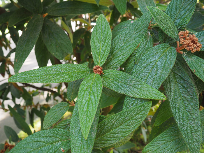 Leatherleaf Viburnum  100 Seeds  Viburnum rhytidophyllum