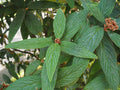 Leatherleaf Viburnum  100 Seeds  Viburnum rhytidophyllum