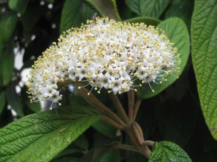 Leatherleaf Viburnum  100 Seeds  Viburnum rhytidophyllum