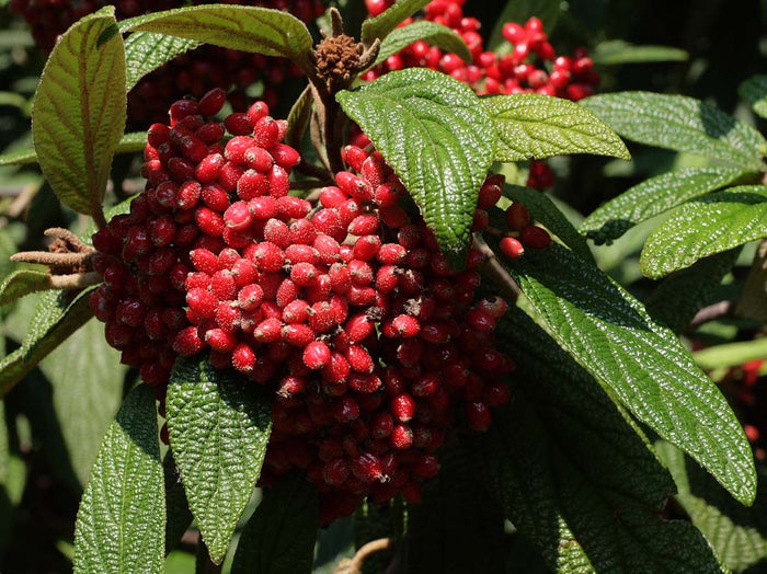 Leatherleaf Viburnum  100 Seeds  Viburnum rhytidophyllum