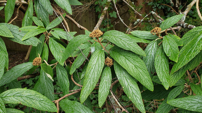 Leatherleaf Viburnum  100 Seeds  Viburnum rhytidophyllum