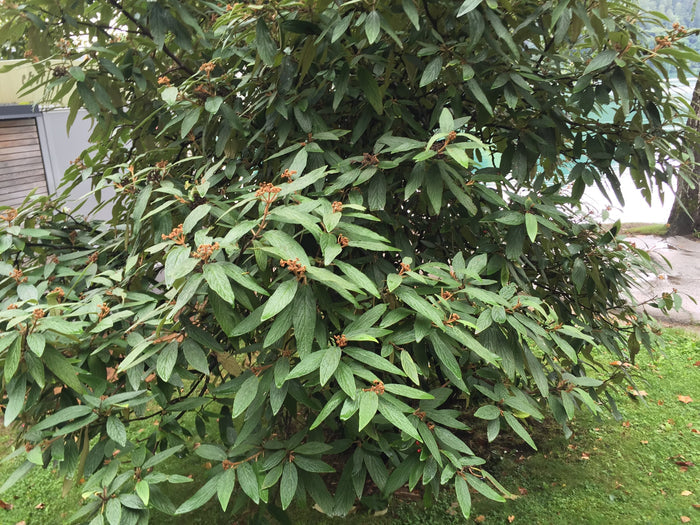 Leatherleaf Viburnum  100 Seeds  Viburnum rhytidophyllum