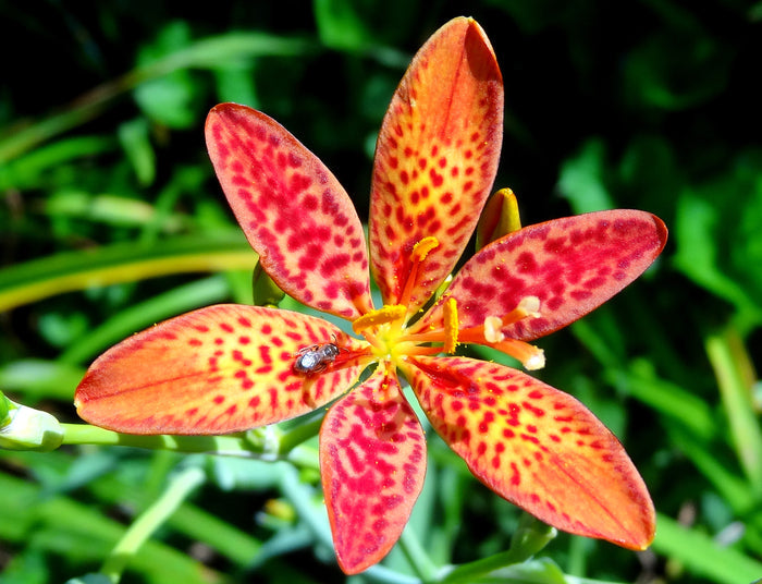 Leopard Lily   20 Seeds   Belamcanda chinensis