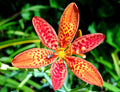 Leopard Lily   20 Seeds   Belamcanda chinensis
