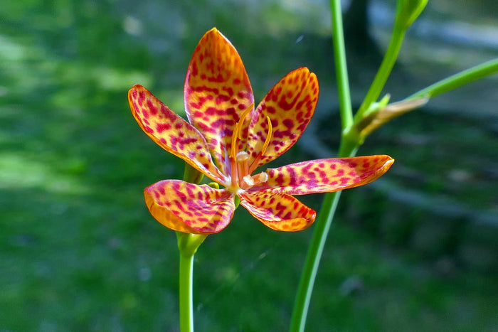 Leopard Lily   20 Seeds   Belamcanda chinensis