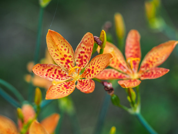 Leopard Lily   20 Seeds   Belamcanda chinensis
