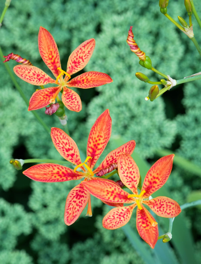 Leopard Lily   20 Seeds   Belamcanda chinensis