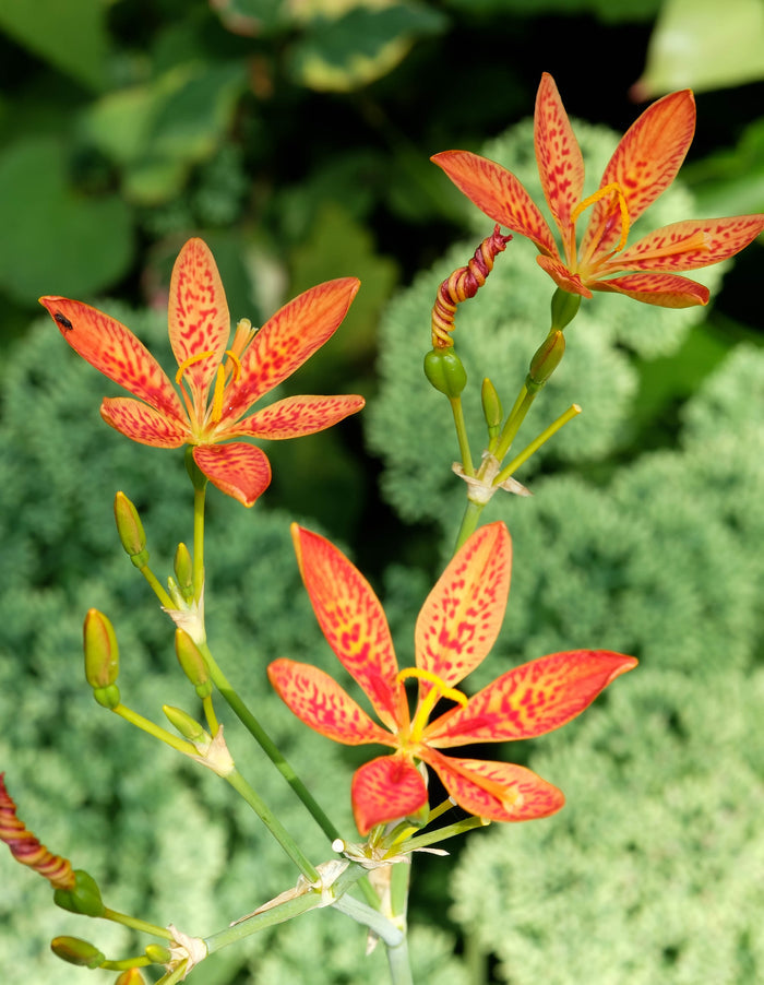 Leopard Lily   20 Seeds   Belamcanda chinensis
