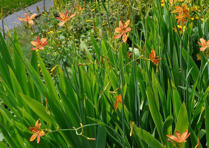 Leopard Lily   20 Seeds   Belamcanda chinensis