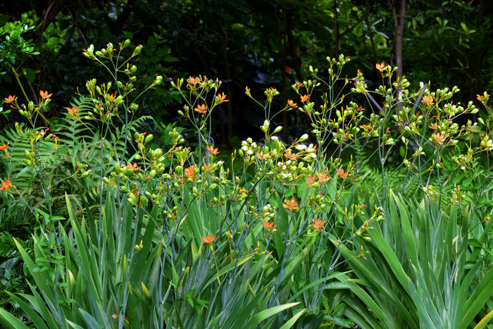 Leopard Lily   20 Seeds   Belamcanda chinensis