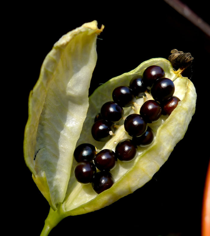 Leopard Lily   20 Seeds   Belamcanda chinensis
