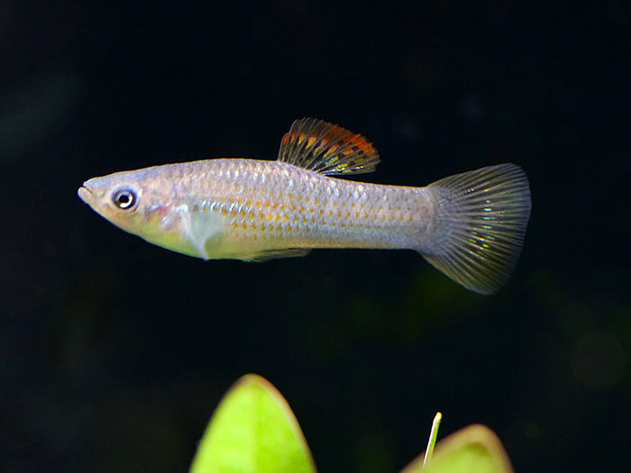 Liberty Molly (Poecilia salvatoris) – Locally Bred