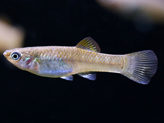 Liberty Molly (Poecilia salvatoris) – Locally Bred