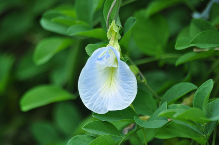 Light Blue Butterfly Pea Clitoria ternatea 10 Seeds