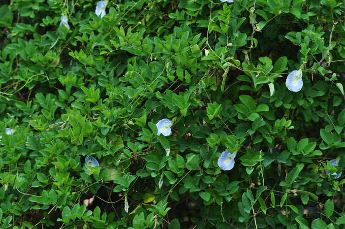 Light Blue Butterfly Pea Clitoria ternatea 10 Seeds