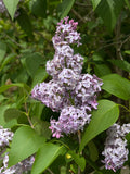 Lilac   100 Seeds   Syrina vulgaris