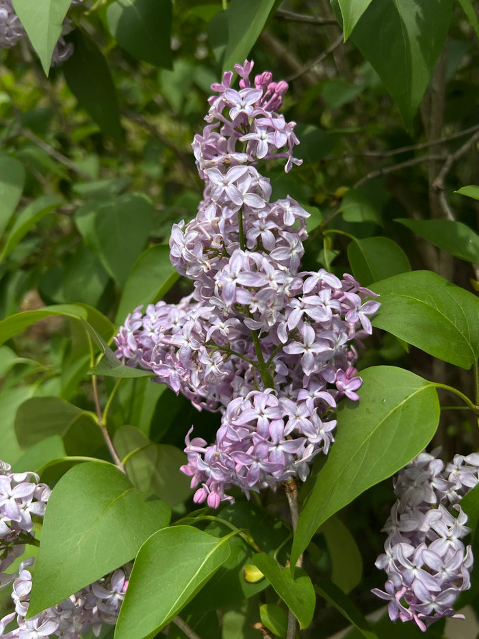 Lilac   100 Seeds   Syrina vulgaris