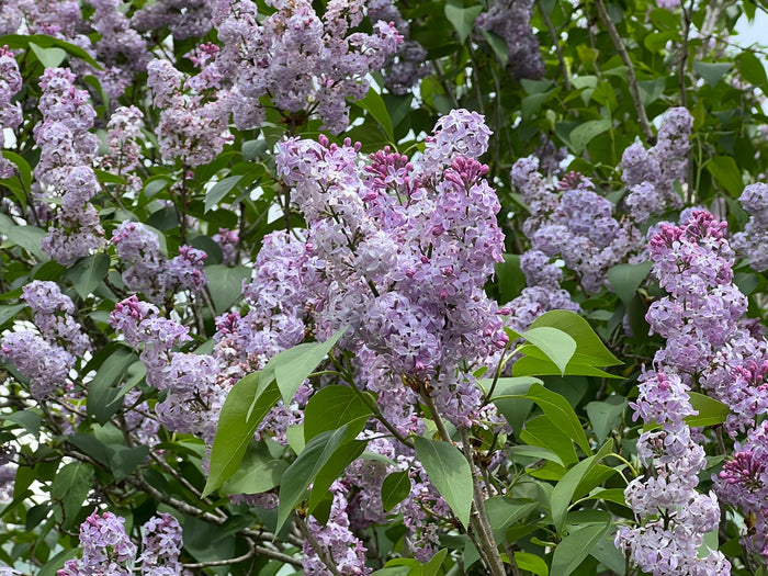 Lilac   100 Seeds   Syrina vulgaris