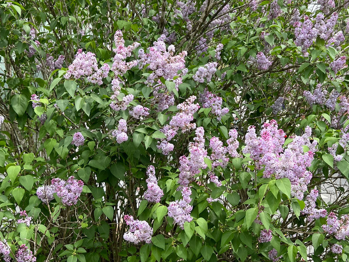 Lilac   100 Seeds   Syrina vulgaris