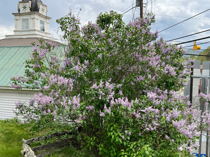 Lilac   100 Seeds   Syrina vulgaris
