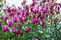 Lily Magnolia  10 Seeds  Magnolia liliiflora