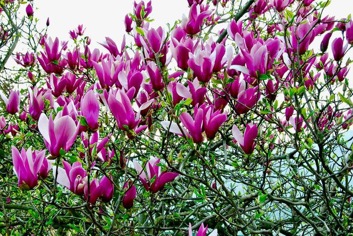 Lily Magnolia  10 Seeds  Magnolia liliiflora