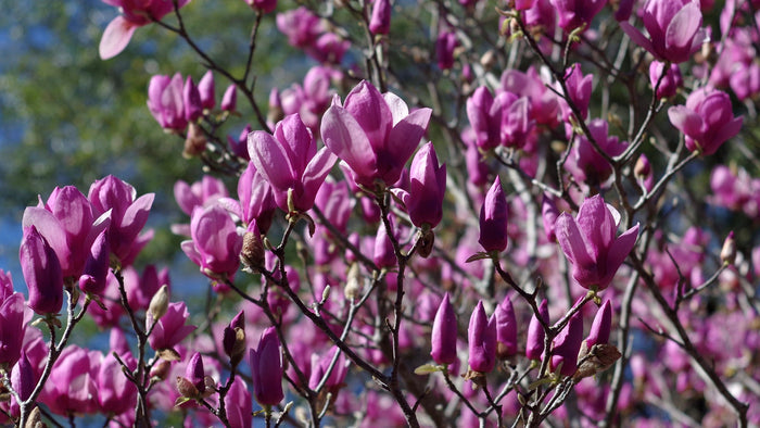Lily Magnolia  10 Seeds  Magnolia liliiflora