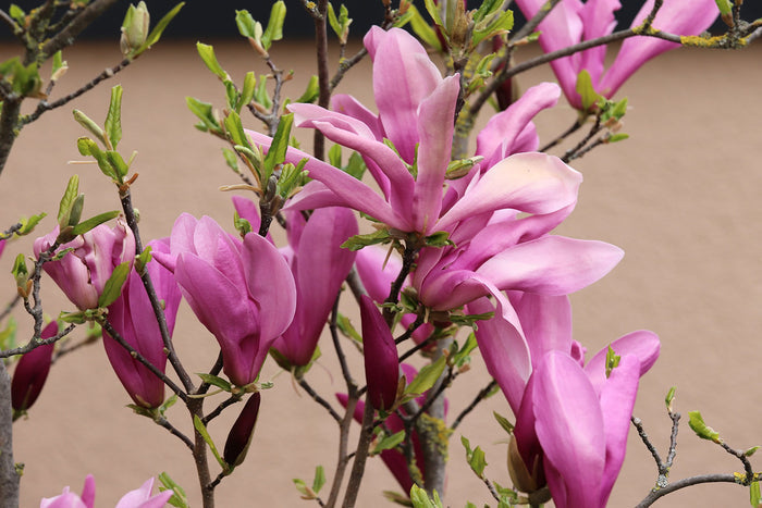 Lily Magnolia  10 Seeds  Magnolia liliiflora
