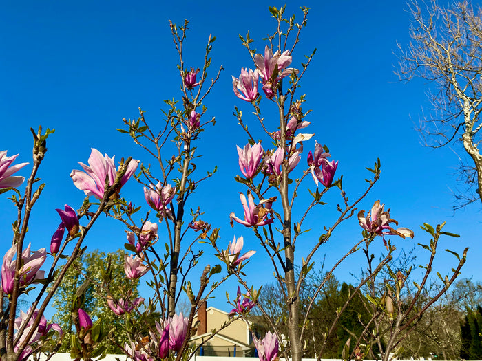 Lily Magnolia  10 Seeds  Magnolia liliiflora