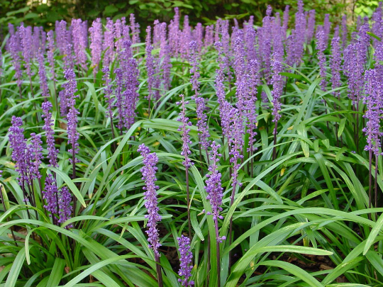 Lilyturf 10 Seeds Liriope muscari